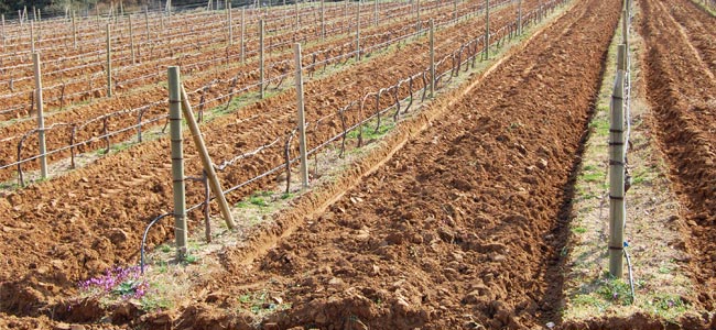 Impianto del vigneto